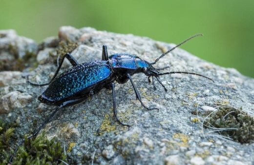 Ground Beetles prey on the larvae of other insects and are particularly useful against crop-damaging pests