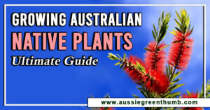 Growing Australian Native Plants Ultimate Guide