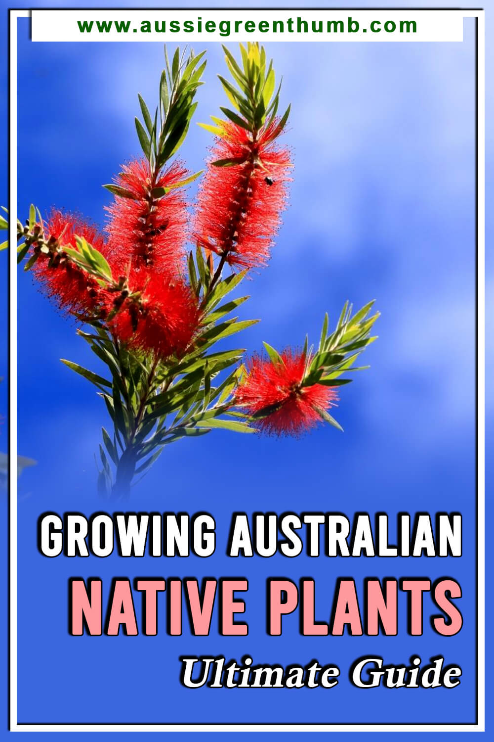 Growing Australian Native Plants Ultimate Guide