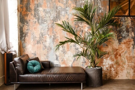 Growing Kentia Palm indoors
