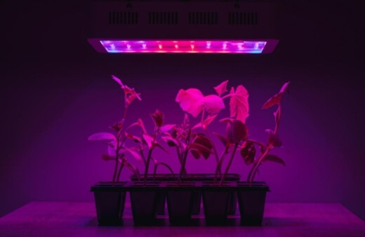 Growing lights are bulbs, or bulb strips, that support plant growth