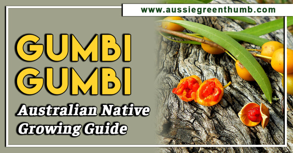 Gumbi Gumbi Australian Native Growing Guide