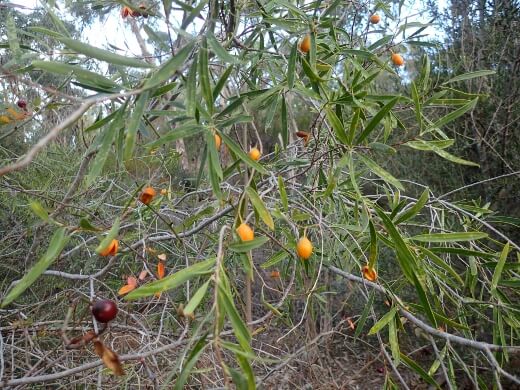 Gumbi Gumbi is often found in isolation and was formerly known as Pittosporum phillyreoides