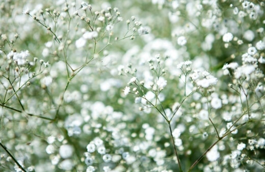 Gypsophila has cloudy white flowers, sometimes pink, with a mildly sweet flavour which are great for garnishes on cakes and desserts