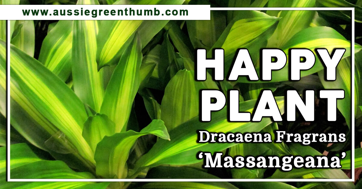 Happy Plant – Dracaena Fragrans ‘Massangeana’