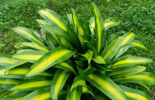 Happy Plant, also known as Dracaena fragrans Massangeana