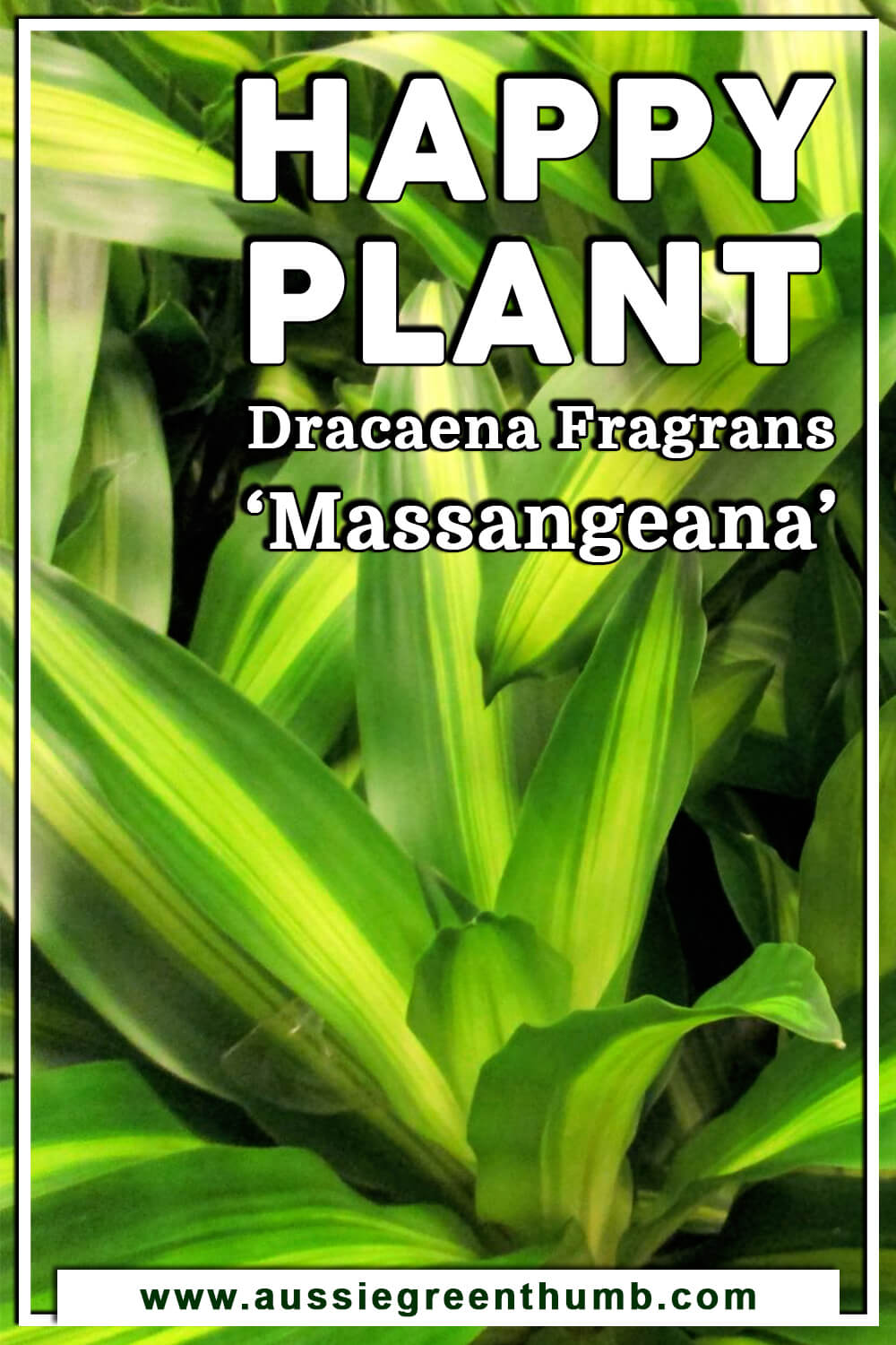 Happy Plant – Dracaena Fragrans ‘Massangeana’