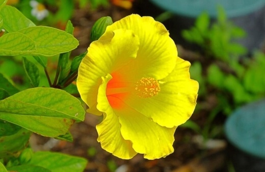 Hibiscus brackenridgei grows as small shrubs but can be pruned into a tree form