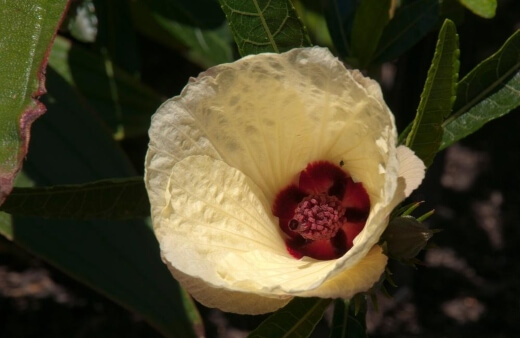 Hibiscus flowers are famously used in tea infusions to add a citrus flavour