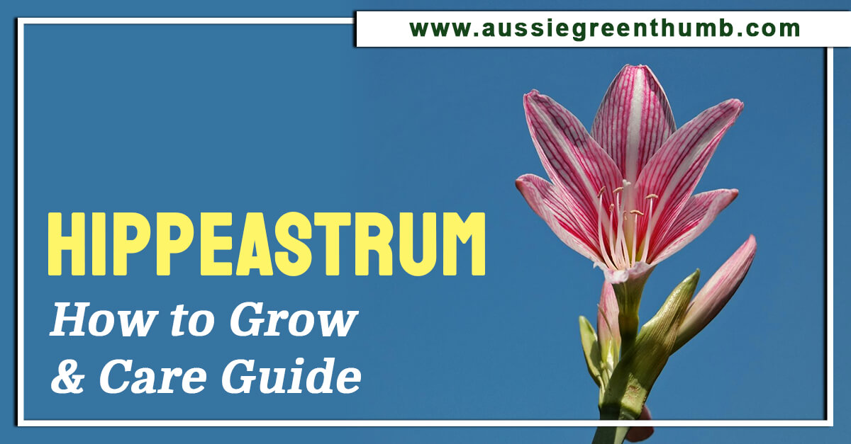 Hippeastrum – How to Grow and Care Guide