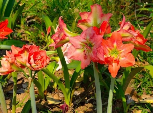 Hippeastrum is a genus of about 90 species and over 600 hybrids and cultivars