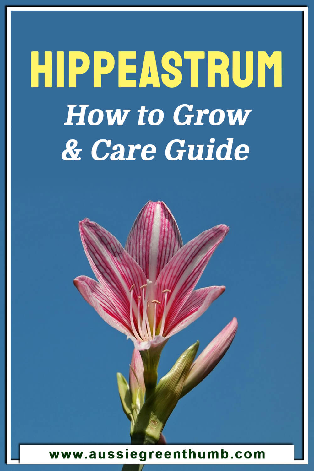 Hippeastrum – How to Grow and Care Guide