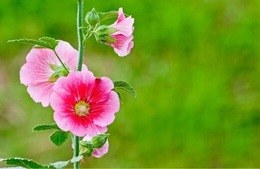Hollyhock flowers add a beautifully cucumber flavour to salads and the petals are so delicate that they almost melt in the mouth