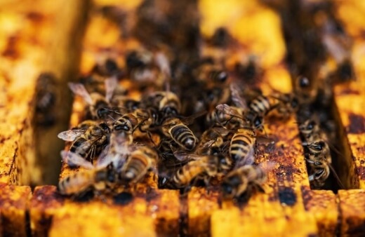 Honey bee log hive