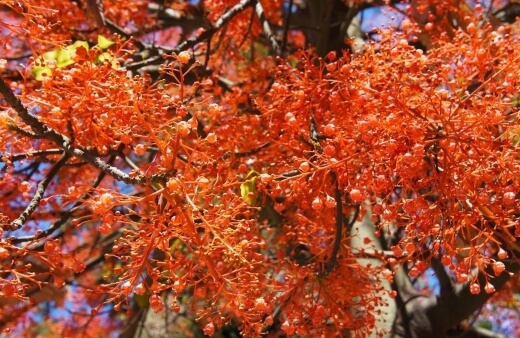 How to Get an Illawarra Flame Tree to Flower