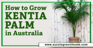 How to Grow Kentia Palm in Australia