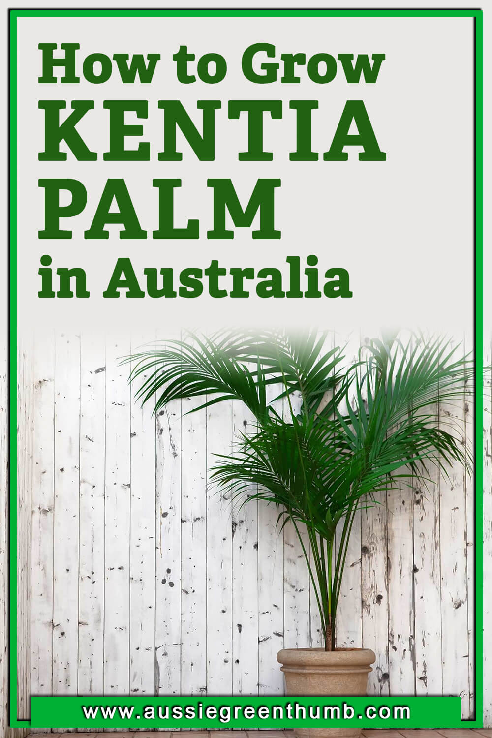 How to Grow Kentia Palm in Australia