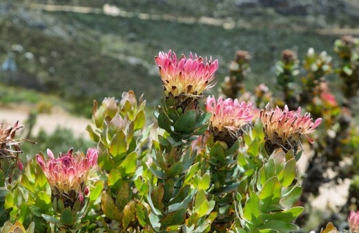 How to Grow Protea