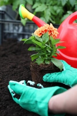 How to Plant Dahlias