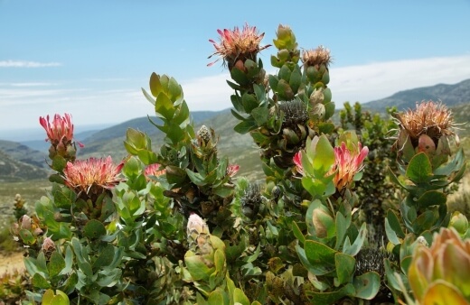 How to Plant Protea
