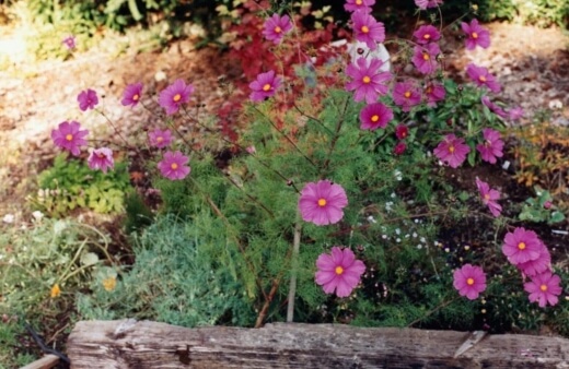 How to Propagate Cosmos Flowers