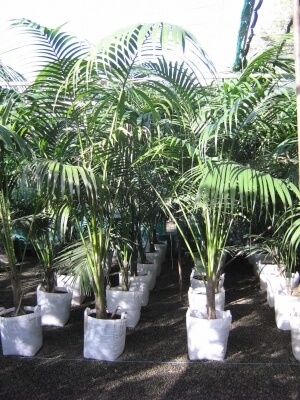 How to Propagate Kentia Palm