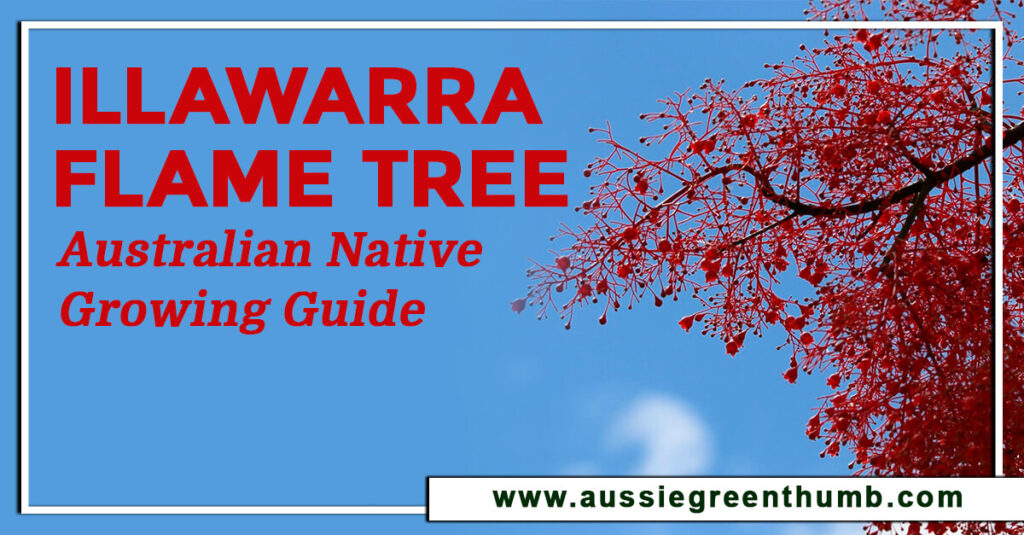 Illawarra Flame Tree Australian Native Growing Guide