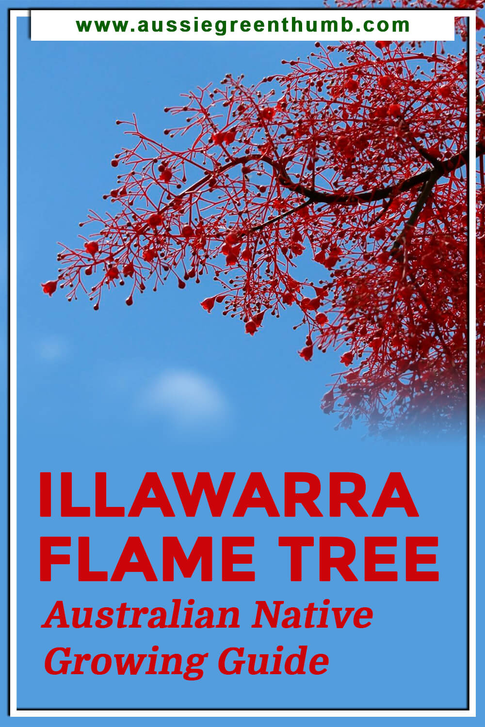 Illawarra Flame Tree Australian Native Growing Guide