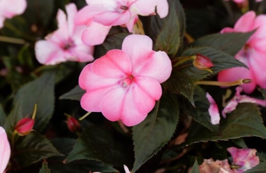 Impatiens walleriana are one of the more traditional edible flowers, often used to garnish cakes and desserts without affecting their flavou