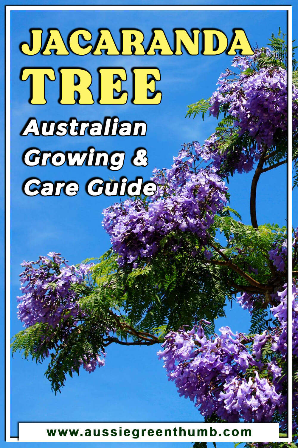 Jacaranda Tree Australian Growing & Care Guide