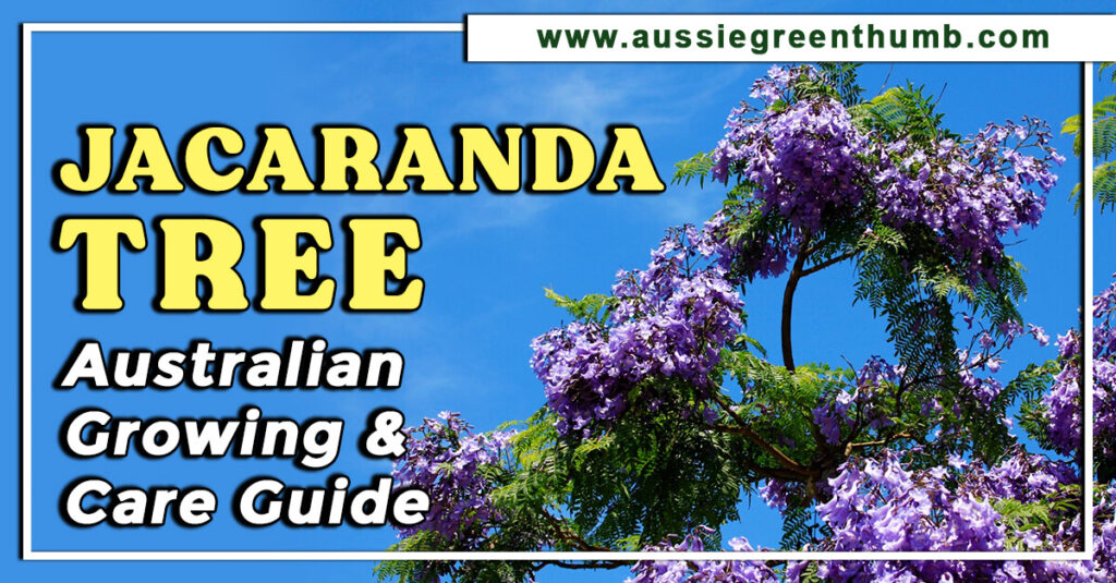 Jacaranda Tree Australian Growing & Care Guide