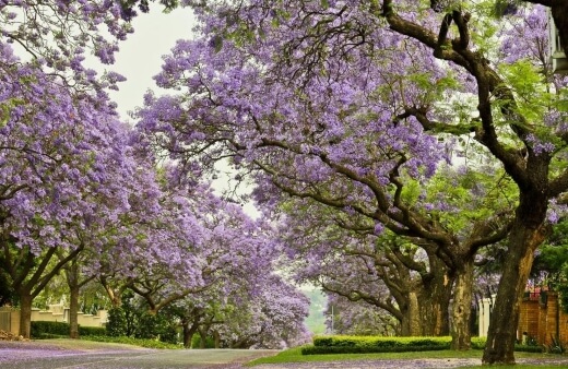 Jacaranda tree features attractive and long-lasting violet-coloured flowers that form in large clusters during spring to early summer.