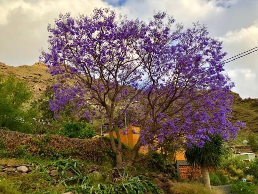 Jacaranda trees are generally very resistant to pests and disease when grown outdoors