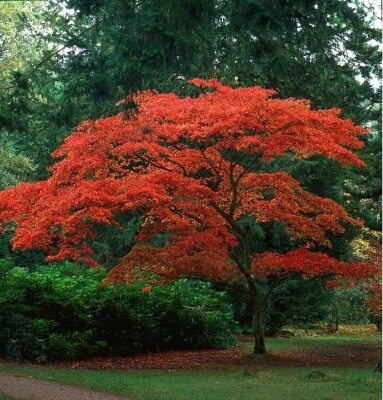 Japanese maple is a common sight in many Japanese gardens, and in the world of bonsai