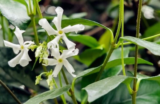 Jasminum officinale can be used to make a traditional jasmine tea