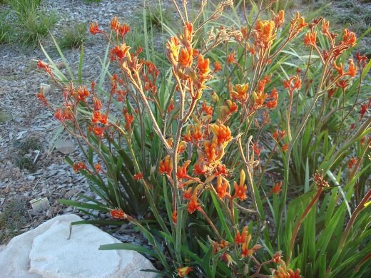 Kangaroo Paw Amber Velvet has fiery red-orange flowers that reach an impressive 1 metre in height