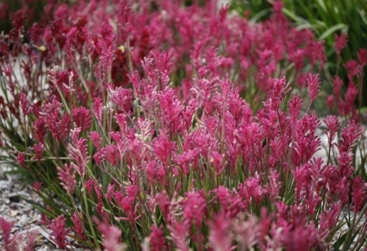 Kangaroo Paw Bush Pearl tolerates light frost and drought, and produces beautiful cut flowers