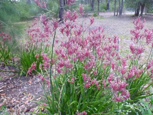Kangaroo Paw Landscape Lilac is a very tough and hardy variety with pale purple flowers through spring and summer