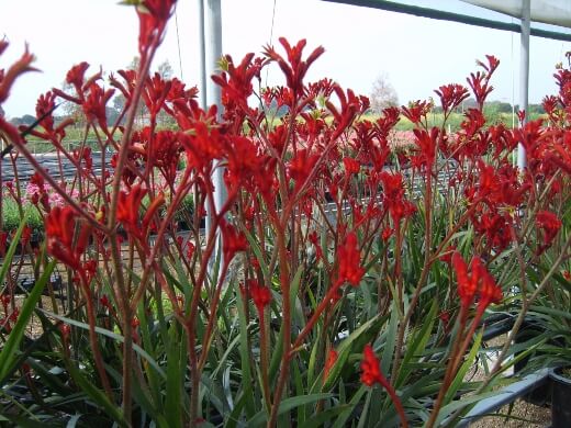 Kangaroo Paw Ruby Velvet is a smaller, more compact variety that grows to about 40cm high and 30cm wide