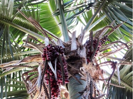 Kentia Palm seeds are orange or red in colour and its fruits can take up to four years to mature