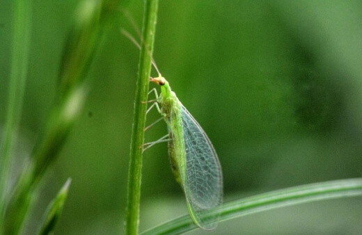 Lacewings are useful against common veggie pests