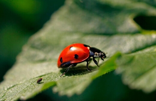 Ladybugs are by far the best species for pest management, predating midges, aphids, mealybugs, spider mites, and even small spiders