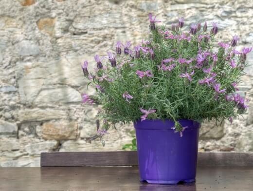 Lavender is one of the best plants for pest control