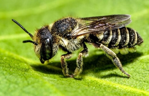 Leafcutter bees (Megachile) are a group of around 40 species of solitary bees that make nests in holes in timber or hollow plant stems