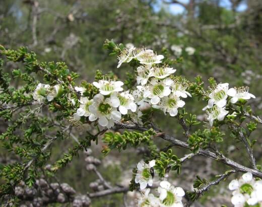 Leptospermum liversidgei has edible flowers