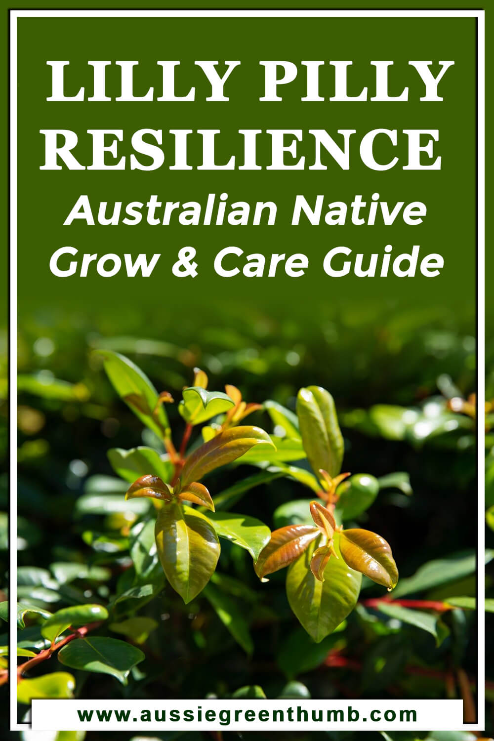 Lilly Pilly Resilience Australian Native Grow & Care Guide