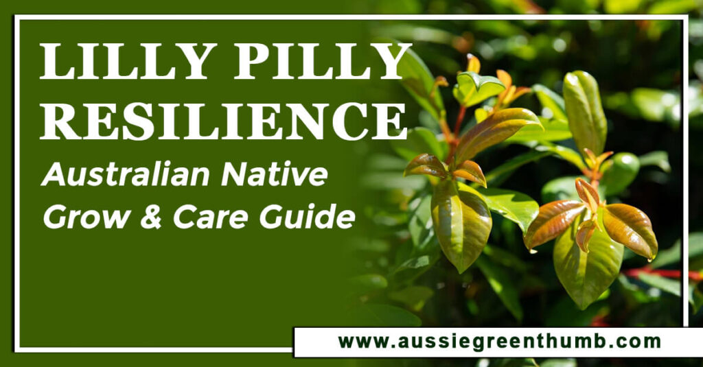 Lilly Pilly Resilience Australian Native Grow & Care Guide