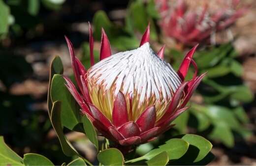 Little Prince Protea is more compact, reaching only about 1 metre in height in cultivation