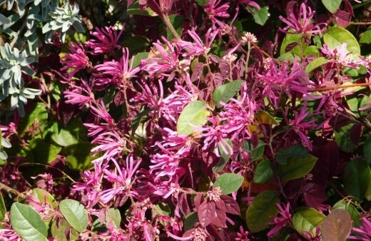 Lonicera provide an excellent food source for birds and pollinators