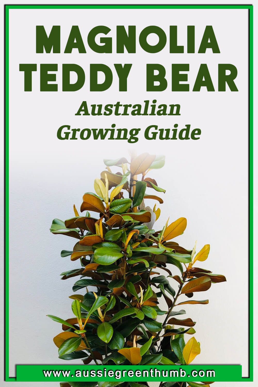 Magnolia Teddy Bear Australian Growing Guide